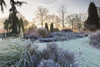 Chamaecyparis lawsoniana 'Dik's Weeping' in mixed border in frost, December. 

