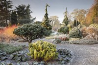 Pinus mugo Carsten's Wintergold with Pinus mugo Humpy in the Winter Garden, Bressingham Gardens. 