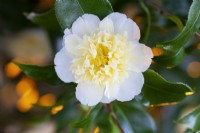 Camellia x williamsii Jury's Yellow, March. 