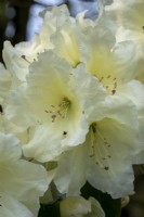 Rhododendron 'Katherine Fortescue'