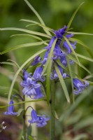 Hyacinthoides 'Amy Doncaster'