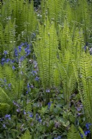 Matteuccia struthiopteris, Ostrich fern with cow parsley and bluebells in shady woodland