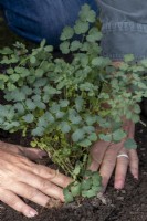 Transplanting Thalictrum, perennial plant, firming down the soil around the plant
