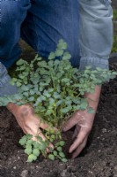 Transplanting Thalictrum, perennial plant, placing the prepared plant into the hole in the soil