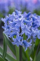 Hyacinthus orientalis 'Grand Lilas'. Closeup of a heritage hyacinth 
variety dating from 1830. March