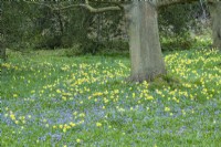 Narcissus pseudonarcissus and Chionodoxa luciliae naturalised in the shady area under an ancient beech tree. March