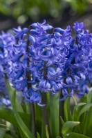 Hyacinthus orientalis 'Doctor Lieber'. A heritage variety dating from 1901. March