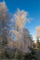 Birches trees covered by rime in the winter forest.