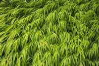 Hakonechloa macra 'Aureola' - Perennial Grass in summer.