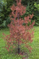 Pinus resinosa - Red Pine tree sapling dead from rust disease in summer.