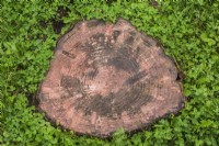 Cut deciduous tree stump surrounded by Centella asiatica - Gotu Kola in summer.