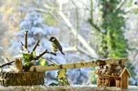 Parus major - Great Tit perched on branch of birch in winter. View from balcony onto the garden.