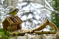 Parus major - Great Tit perched on wooden small house on balcony in winter. View from balcony onto the garden.

