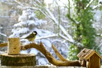 Parus major - Great Tit perched on branch on balcony in winter. View from balcony onto the garden.