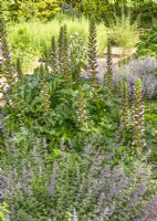 Perennial border with Acanthus mollis, summer August