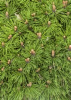 Pinus heldreichii Schmidtii, spring May