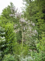 Paulownia tomentosa, spring April