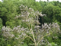 Paulownia tomentosa, spring April