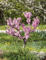 Prunus persica var. persica, spring March