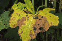 Alcea rosea - Common Hollyhock leaf with insect damage and rust spot disease in summer.