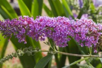 Buddleja davidii 'Pink Delight' - Butterfly Bush in summer.