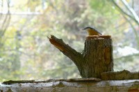 Sitta europaea - Nuthatch on tree stump feeding with sunflower seeds on the balcony in winter.