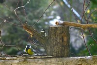 Parus major - Great Tit eating sunflower seeds on the bark of tree end tree stump on the balcony.