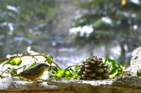 Sitta europaea - Nuthatch eating sunflower seeds on the bark of tree and pine cone on the balcony in winter.