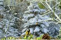 Parus major - Great Tit perched on ivy  branch on balcony and pine cone in winter. view from the balcony onto the garden.