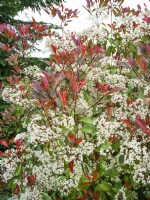 Photinia x fraseri Red Robin, spring April
