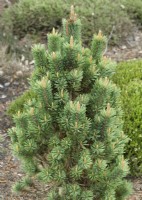 Pinus aristata Little Doll, summer June
