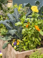 Planting with annuals, herbs and vegetables in raised bed, summer July