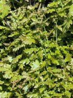 Quercus robur Menhir, spring May