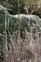 Dead herbaceous perennials frosted in December