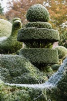 Topiary yew in the garden at Balmoral Cottage, Kent in December