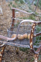 Apples in a wire basket on a frosty December morning.
