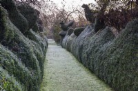 Grassy path edged with clipped box hedges and topiary including box and yew birds at Balmoral Cottage, Kent in December