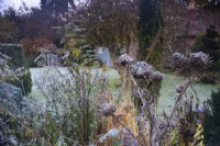 Dead form of Scotch thistle, Onopordum acanthium, in a mixed border on a frosty morning at Balmoral Cottage, Kent in December