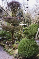 Topiary box bird and clipped hawthorn in the garden at Balmoral Cottage, Kent in December