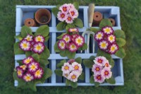 Polyanthus in blue plant box ready for planting out February Winter