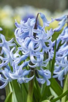 Hyacinthus orientalis 'Queen of the Blues'. Closeup of heritage hyacinth dating from 1870. March