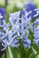 Hyacinthus orientalis 'Queen of the Blues'. Closeup of heritage hyacinth dating from 1870. March