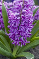 Hyacinthus orientalis 'Purple Voice'. March