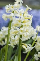 Hyacinthus orientalis 'Helena'. March