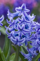 Hyacinthus orientalis 'Sky Jacket'. March