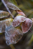 Frosty cotinus leaves in December