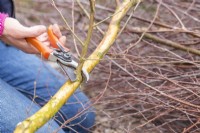 Woman pruning all side shoots off of the bottom half of the birch sticks