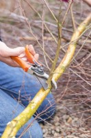 Woman pruning all side shoots off of the bottom half of the thicker birch sticks