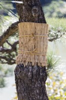 Straw bands known as Komomaki or Waramaki attached to the trunk of pine tree to prevent larvae of pine moth climbing up into the tree