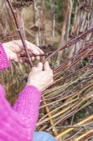 Woman weaving birch twigs inbetween the sticks placed in the ground
